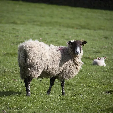 Tatil Evi 1 Bed In G0015 *